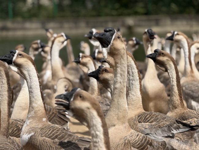 从平坝灰鹅“三产融合”到凯里酸汤规模扩张,新希望助力贵州多地产业带动乡村经济发展