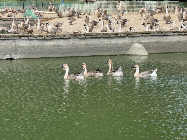 从平坝灰鹅“三产融合”到凯里酸汤规模扩张,新希望助力贵州多地产业带动乡村经济发展