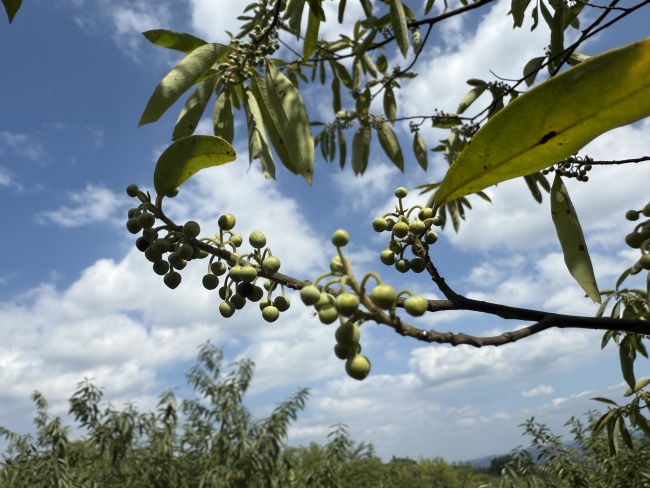 从平坝灰鹅“三产融合”到凯里酸汤规模扩张,新希望助力贵州多地产业带动乡村经济发展